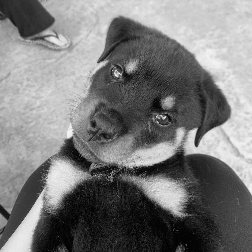 Meet your Posher, Maddie